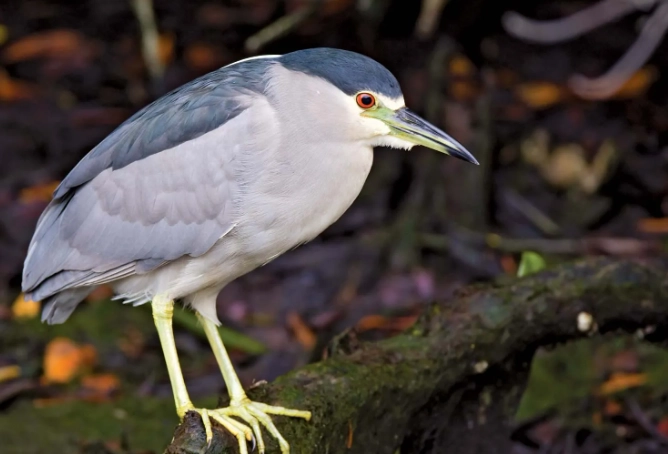 black-crowned night heron habitat