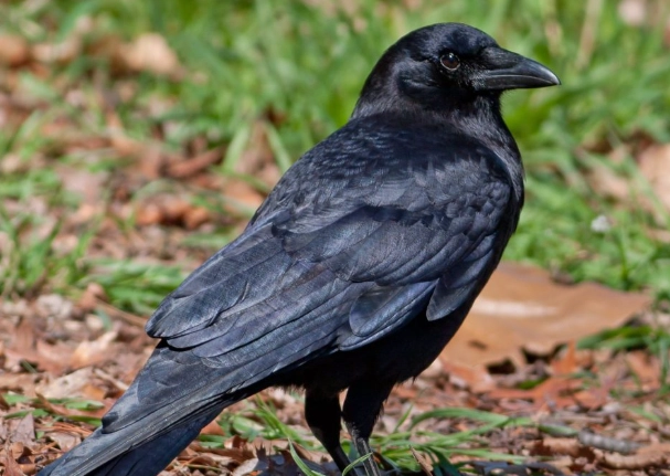 american crow vs raven
