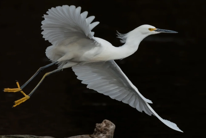 egret identification