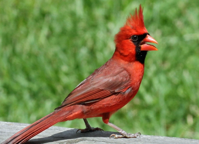 northern cardinal facts