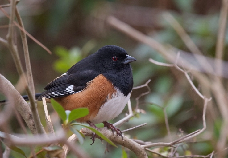 eastern towhee call
