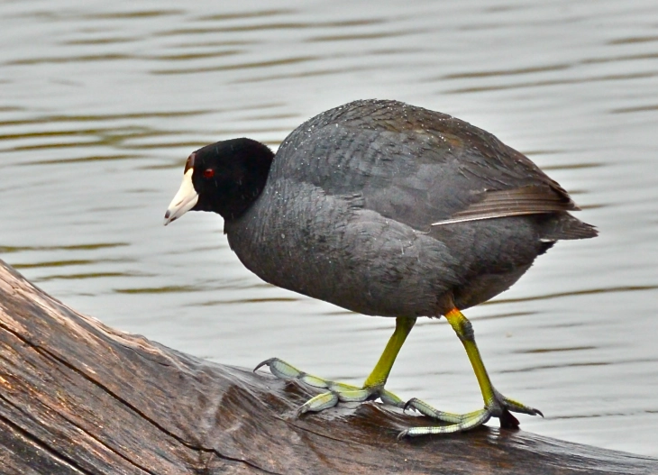 american coot identification