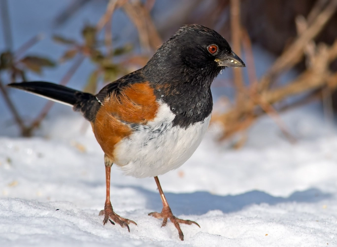 eastern towhee call