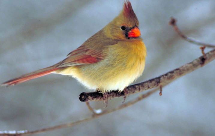 how to attract cardinals