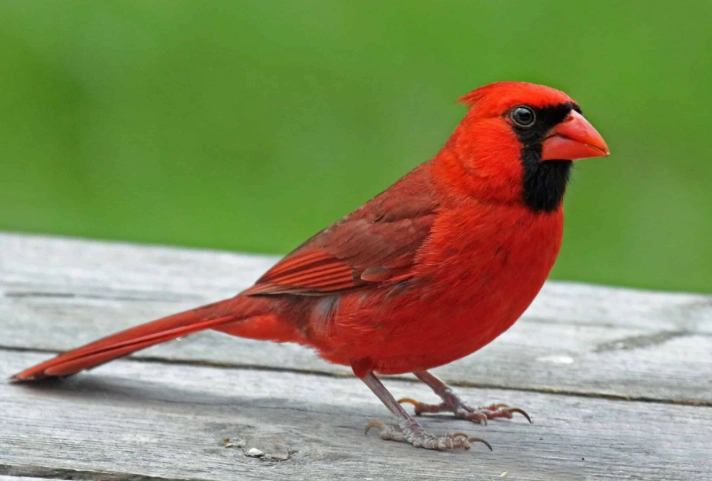 how to attract cardinals