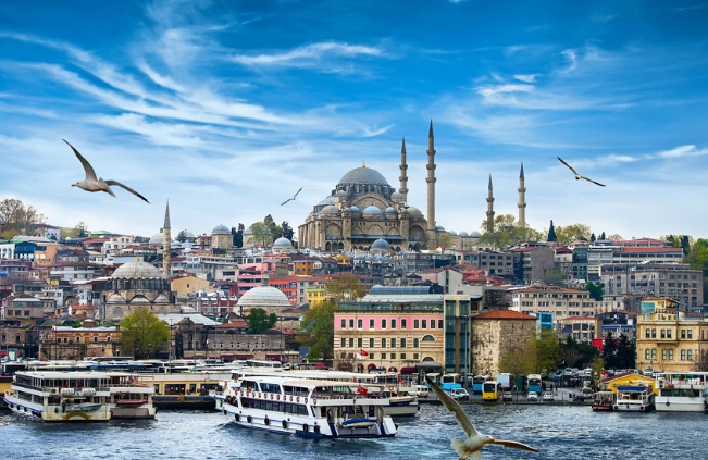 feeding wild turkeys