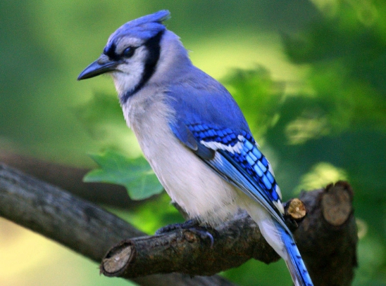 blue jay identification