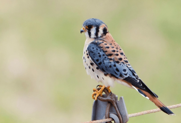 American kestrel