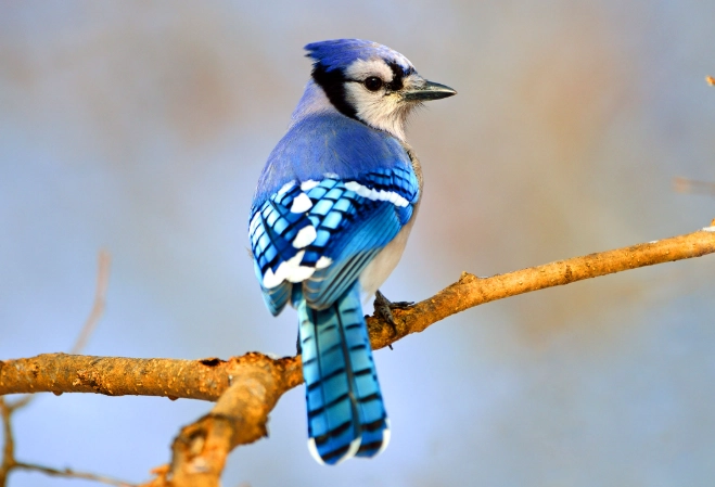 attract blue jays