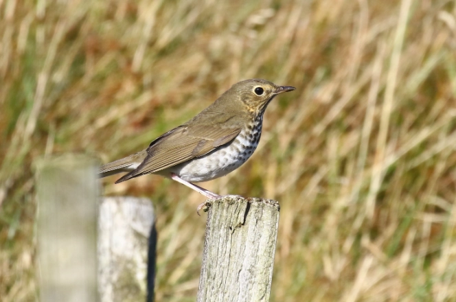 swainson's thrush call