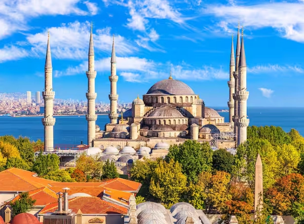 wild turkey identification