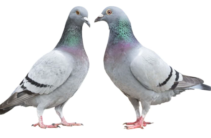 pigeon care