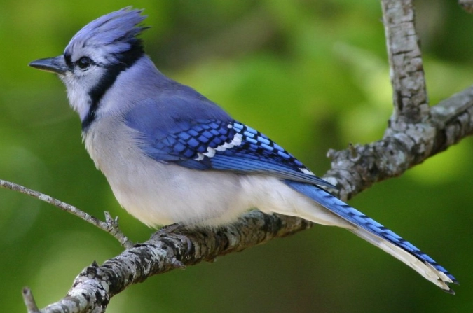 blue jay identification