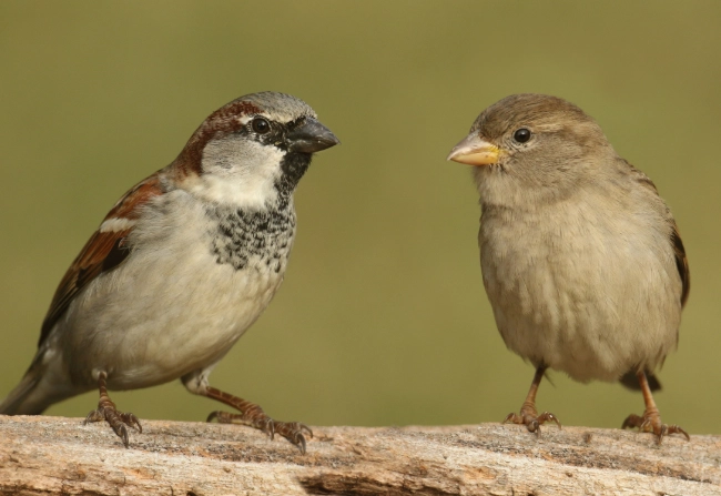 house sparrow identification