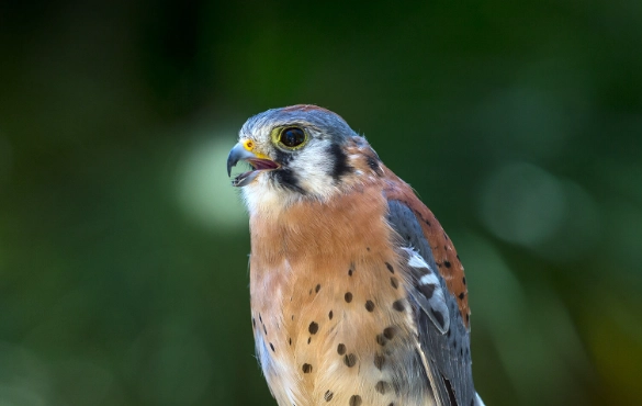 kestrel identification