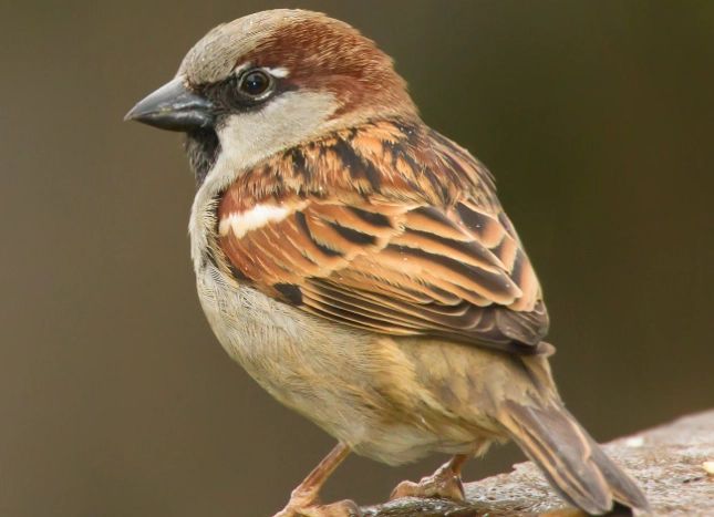 attract house sparrow