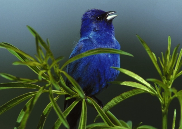 attract indigo bunting
