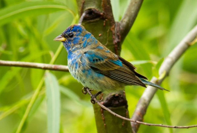 indigo bunting habitat