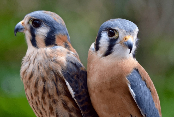 kestrel identification