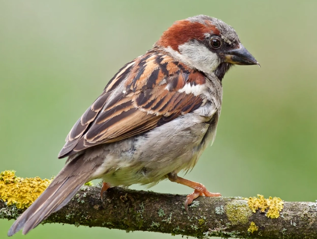 house sparrow identification