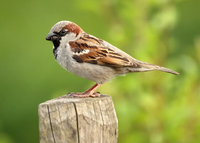 attract house sparrow