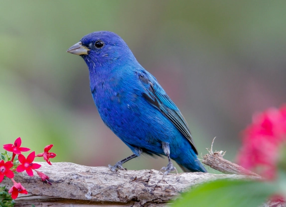 indigo bunting identification