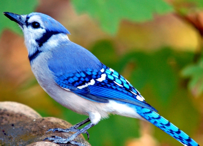 blue jay identification