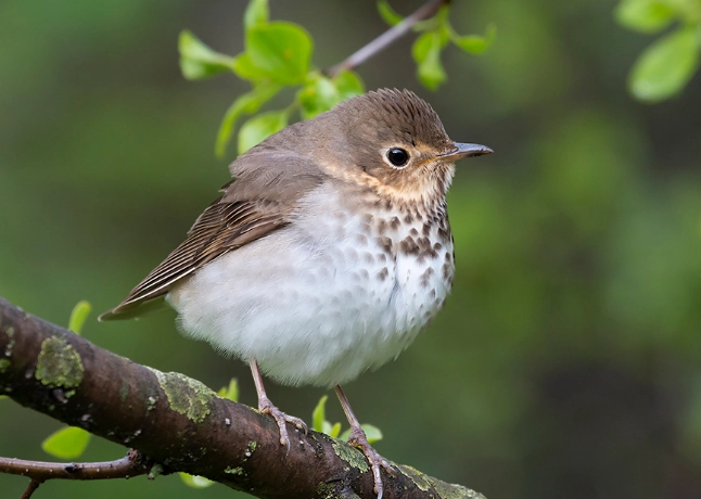 swainson's thrush migration