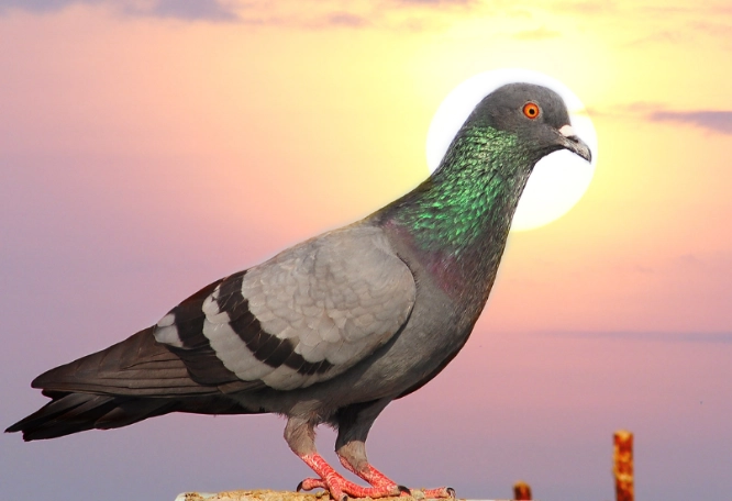 homing pigeon