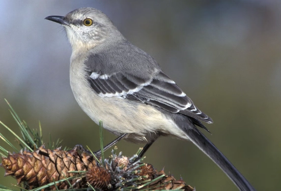 northern mockingbird