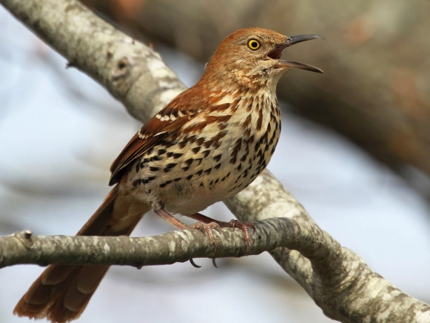 attract brown thrasher