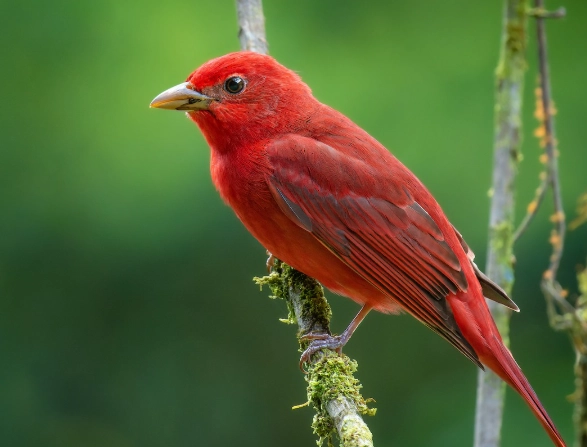 where to find summer tanager