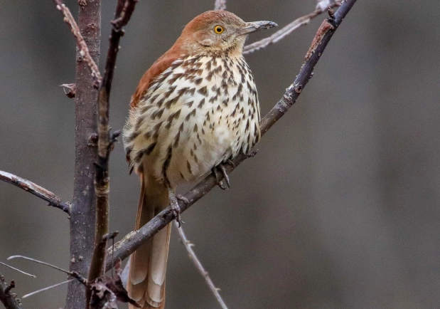 brown thrasher identification