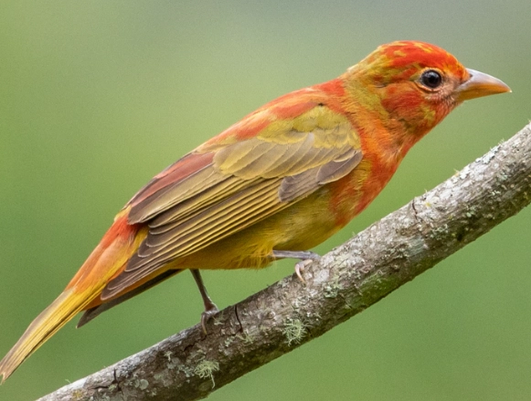 what does a summer tanager sound like