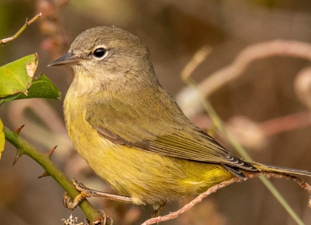 orange crowned warbler song