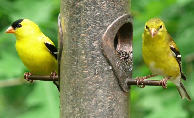 American Goldfinch identification
