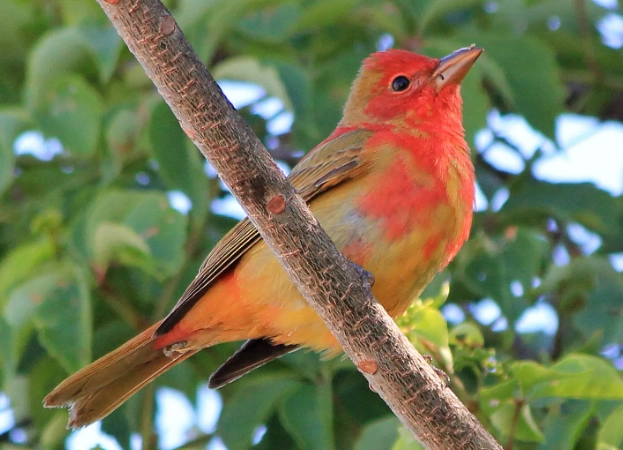 where to find summer tanager