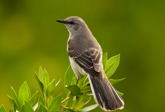 northern mockingbird