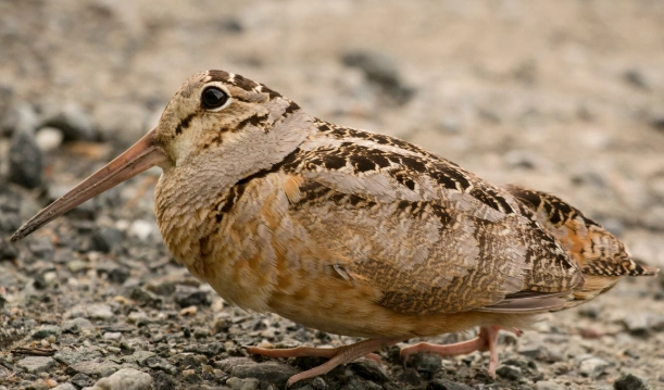 woodcock bird
