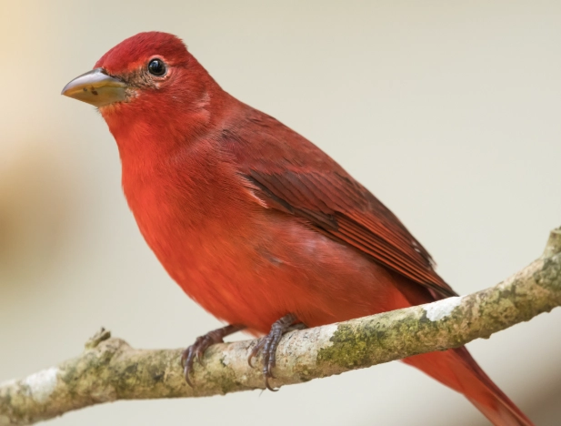 what does a summer tanager sound like