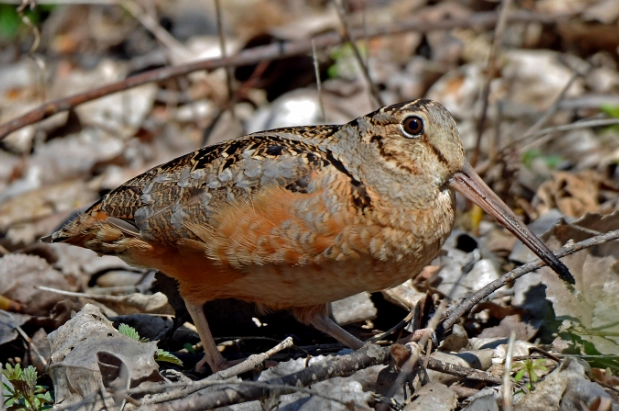 woodcock identification