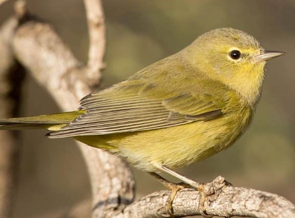 orange crowned warbler identification