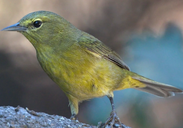 orange crowned warbler identification