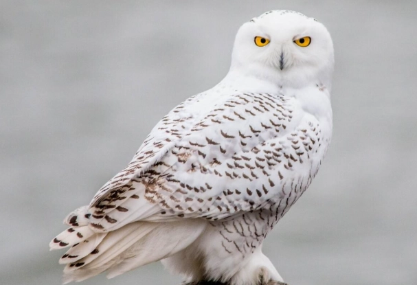 snowy owl