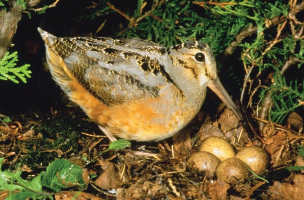 how to find woodcock