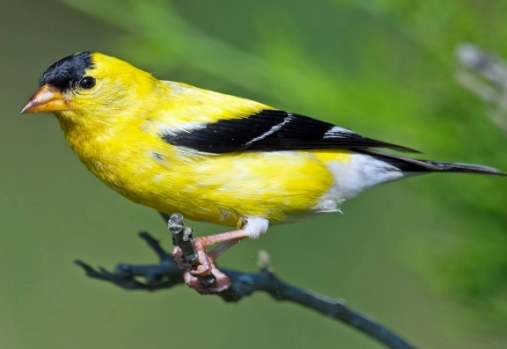 attract American Goldfinch