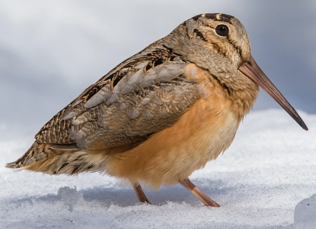 woodcock identification