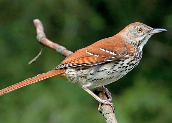 brown thrasher song