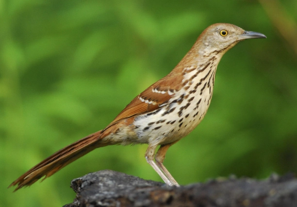 brown thrasher identification
