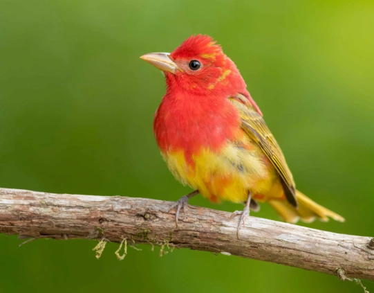summer tanager identification